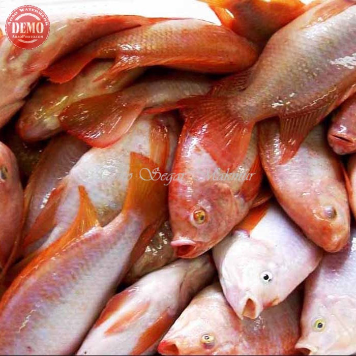 

Ikan Nila Merah Segar Ikan Nila Merah 1Kg