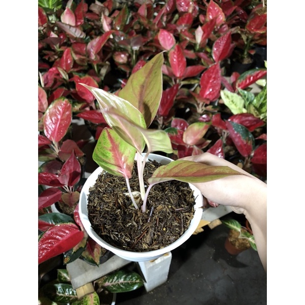 Aglaonema rengganis rumpun 2 pelgol