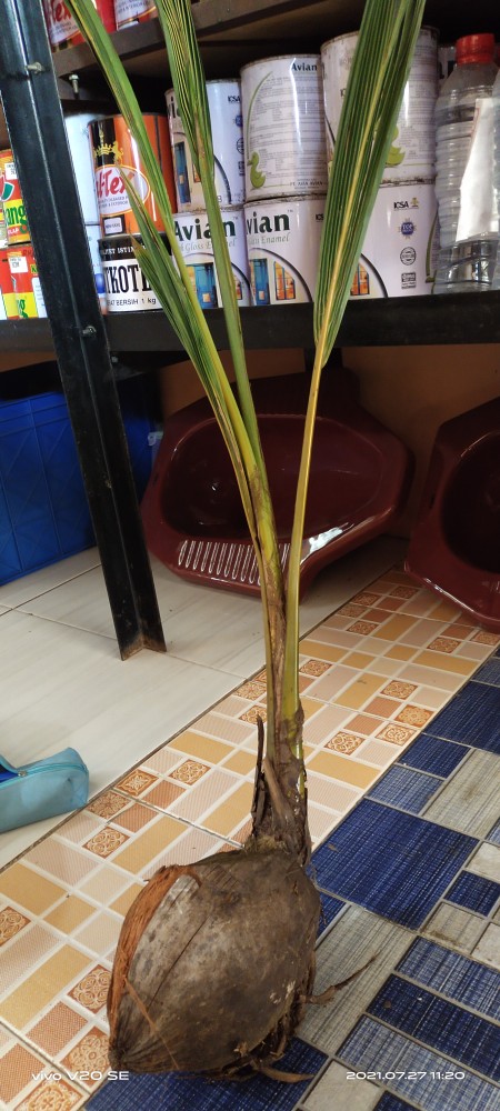 Bibit Anggur Hijau Belgia