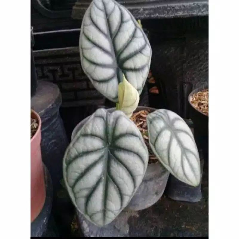 keladi tengkorak/tanaman hias keladi tengkorak