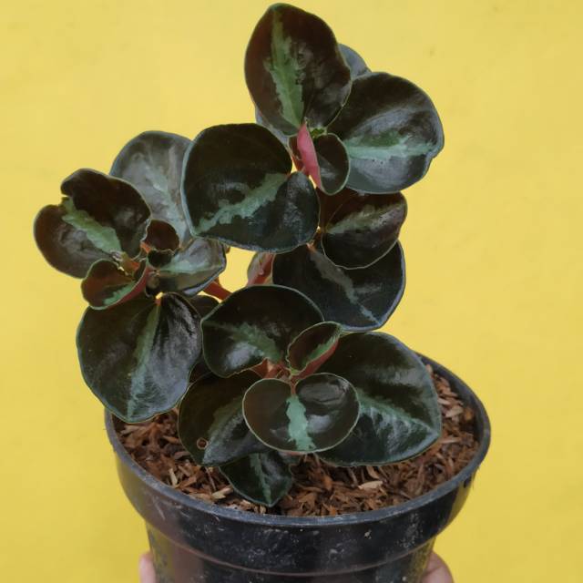  Tanaman  hias  peperomia  metallica columbiana Shopee Indonesia