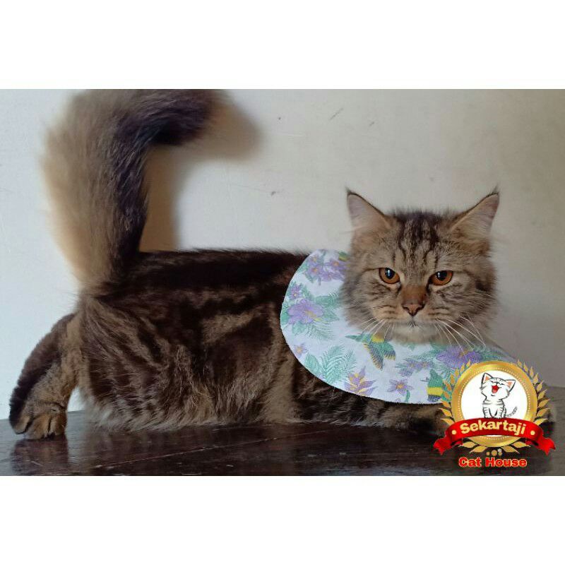 Colar collar Kain Kucing dan Hewan Lain nya