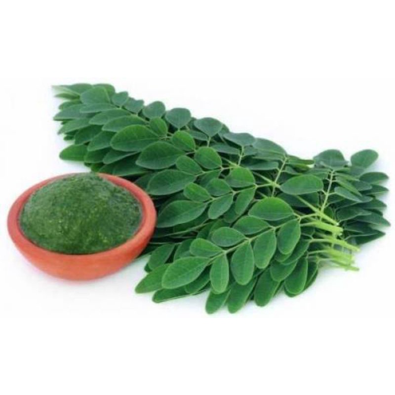 

Daun Kelor Segar 50Gram / Fresh Moringa Leaf 50gram