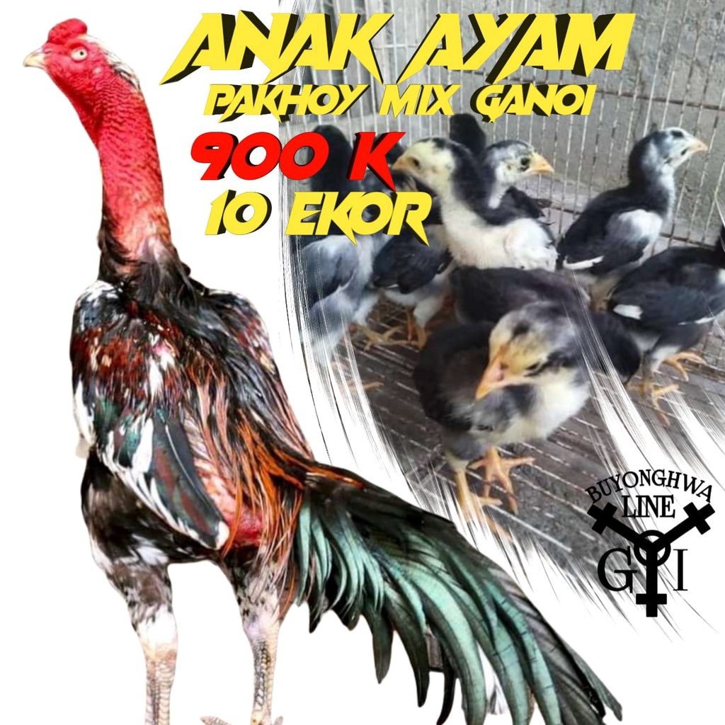 ayam aduan pakhoy asli mix ganoi line anakan usia 3 minggu 10 ekor