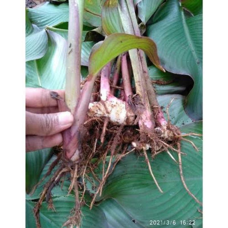 Bibit Ganyong Merah Umbi Ganyong