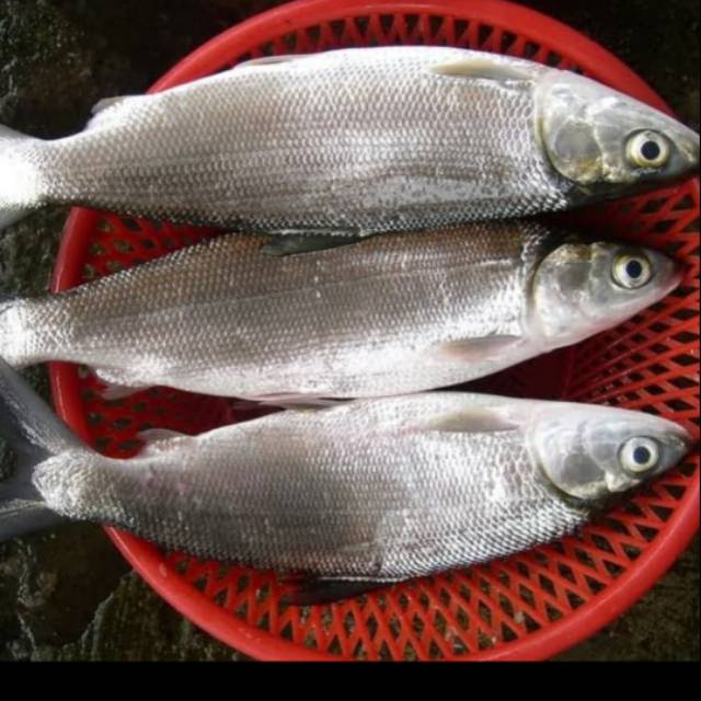 

Ikan bandeng segar