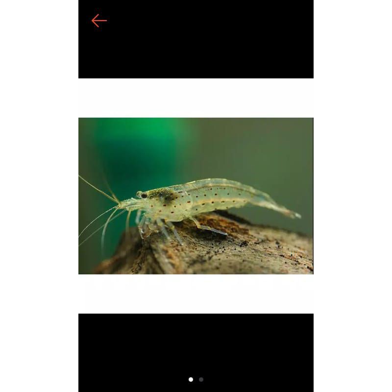 Udang hias amano shrimp lokal