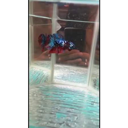 Ikan Cupang Jantan  Avatar Nemo