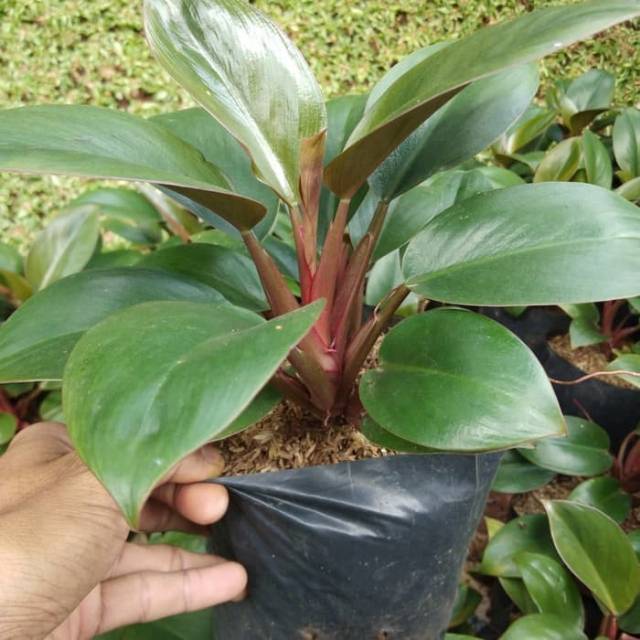 Tanaman hias philo marbel / tanaman hias phillo marbel / philo marbel