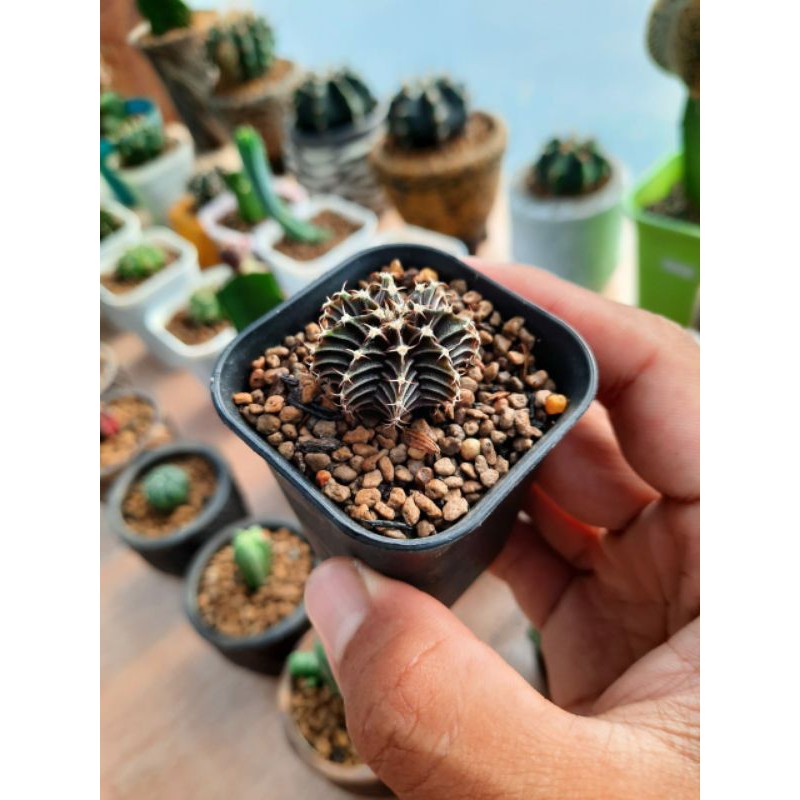 Kaktus gymno miha hybrid variegata seedling