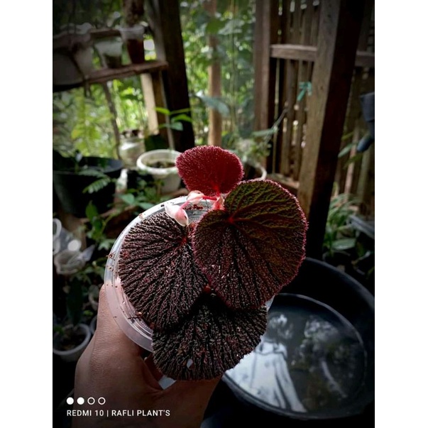 begonia baik daun merah