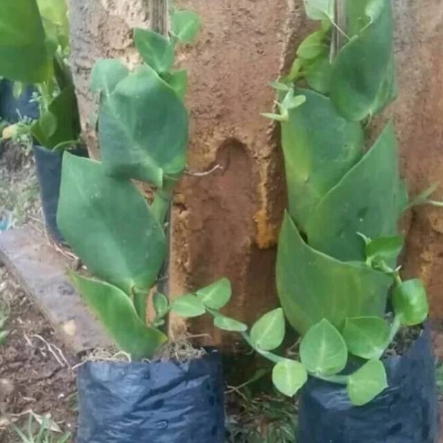 Tanaman Hias Dolar rambat besar dolar daun besar