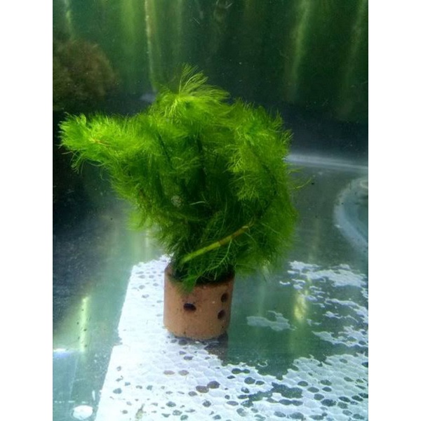 tanamkan air ekor tupai