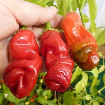 Benih Bibit Biji Cabai Cabe Porno Red Peter Wisata Agrotani
