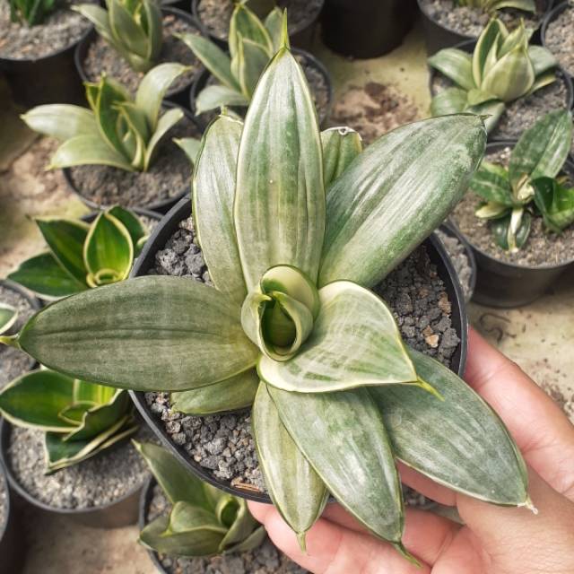 Sansevieria silver pot 10cm