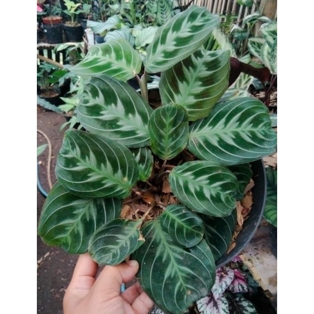 Calatea Maranta Leconeura NOID