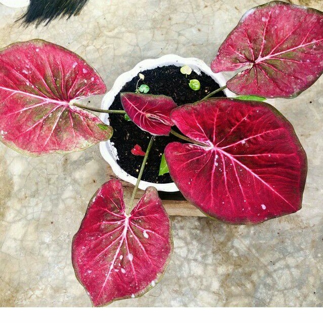 tanaman hias umbi caladium sumer keladi thailand keladi hias