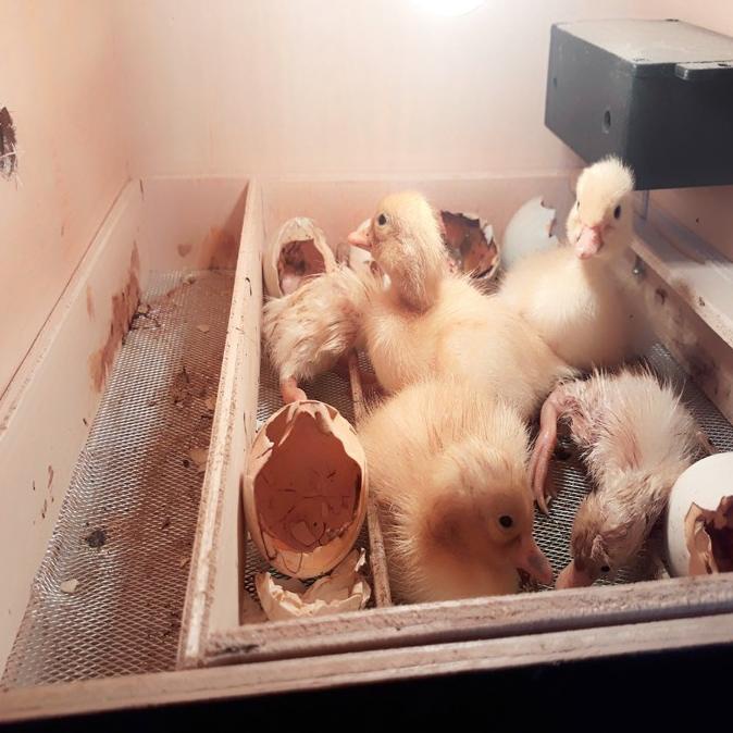 Mesin Penetas Telur Full Otomatis Telur Ayam Burung Bebek Mesin Tetas