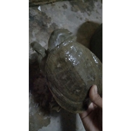 kura/bulus/labi labi