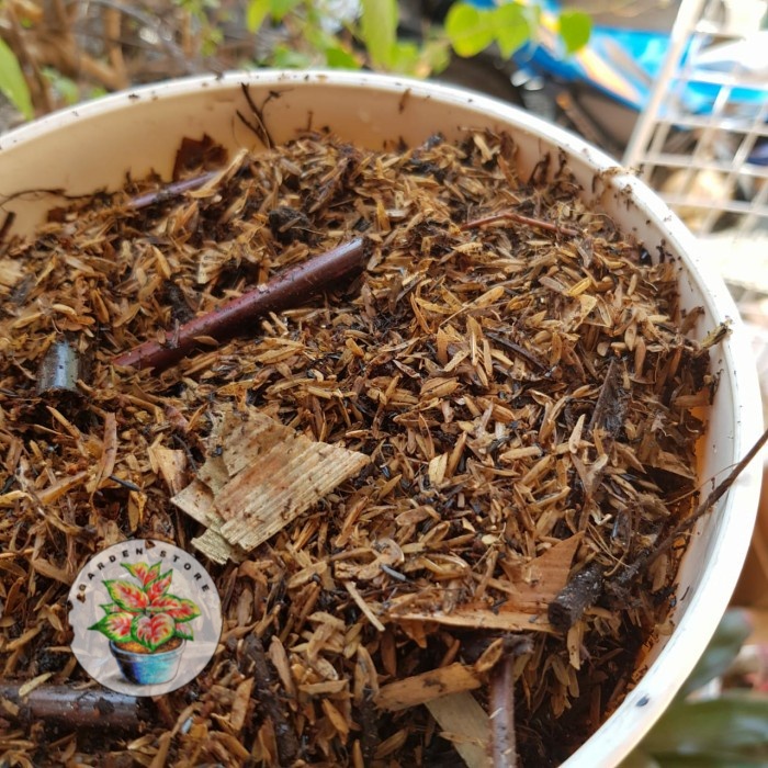 media tanam fermentasi aglonema monstera