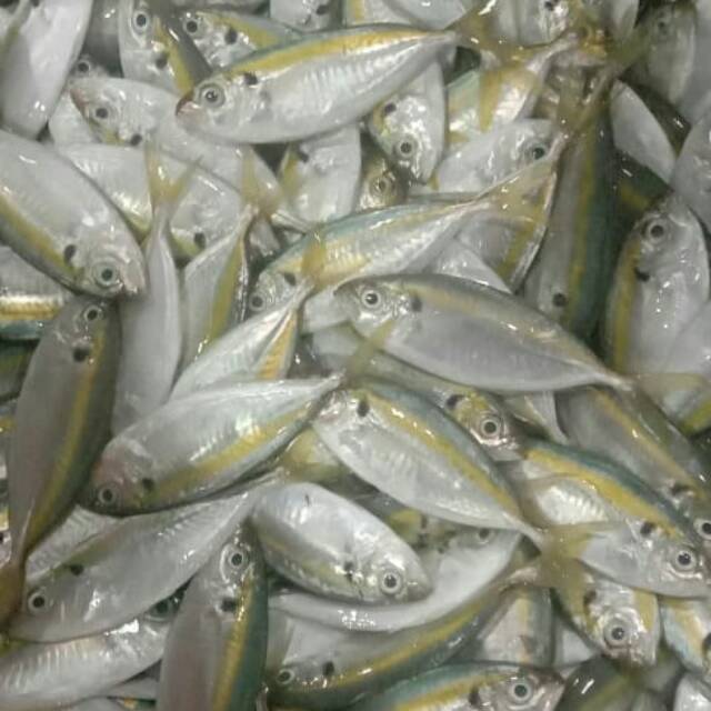 

Ikan selar fresh dan segar