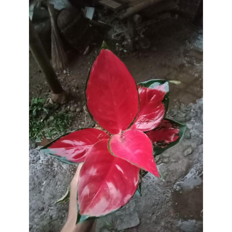 PROMO Tanaman Hias Aglonema Suksom stang panjang