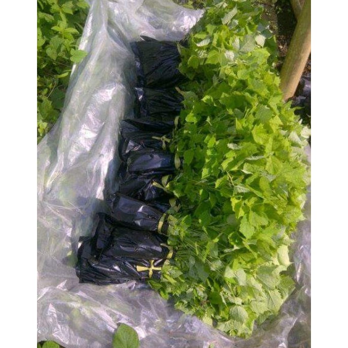 Bibit Tanaman Jati Putih Kayu Gmelina