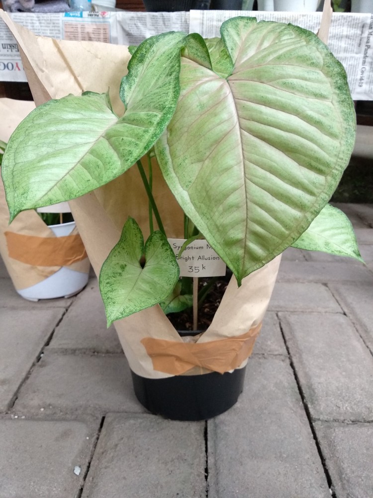 Botol Pet 250 Ml + Tutup Trigger Sprayer