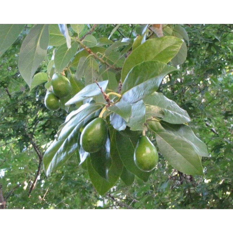 

daun alpukat per lembar