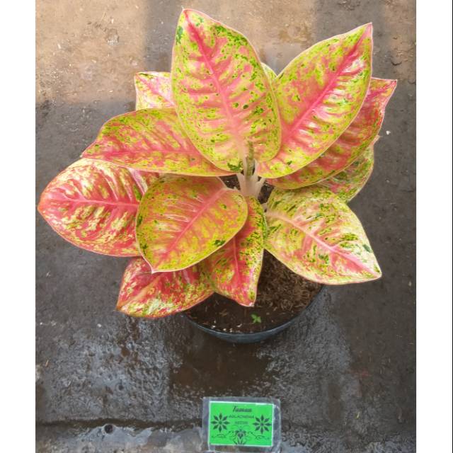 Aglaonema Mahasety Indukan