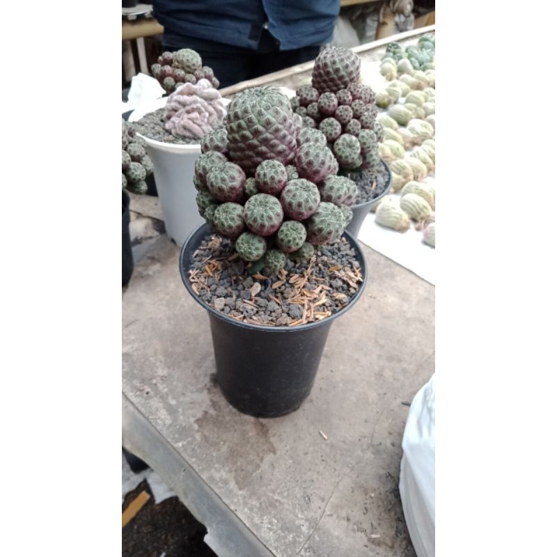 Kaktus Import Rebutia grafting