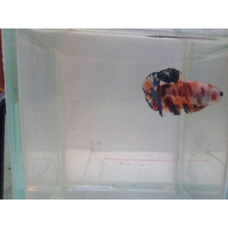 ikan cupang koi nemo galaxy dan blue panda