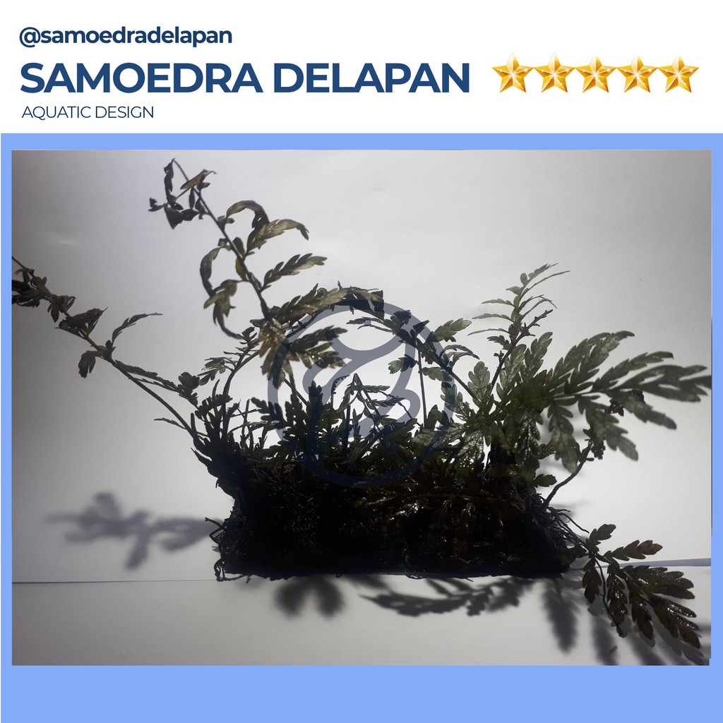 PAKIS TANAMAN AQUASCAPE PAKIS TANAMAN PALUDARIUM PAKIS COCOK UNTUK PALUDARIUM