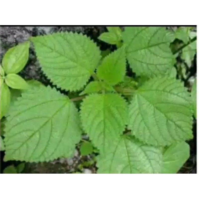 

daun jelatang gatal segar 1kg