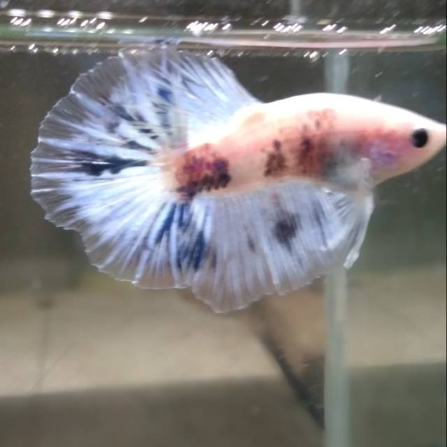 

Cupang