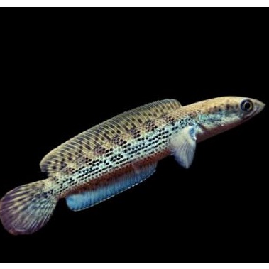 Stewarti Black Galaxy (Pelet) 7-8 Full Dot Sortir