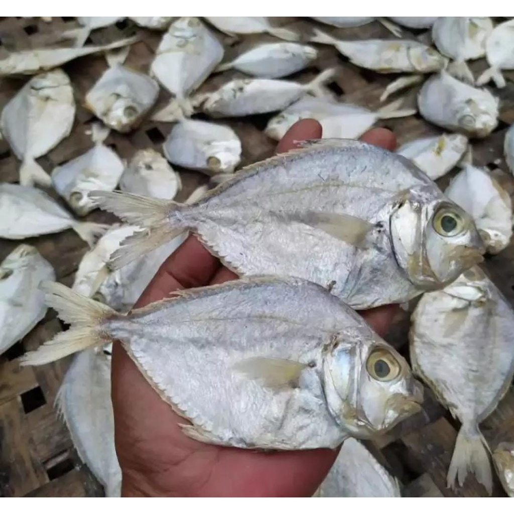 

ikan asin petek besar fresh 1kg best selerr