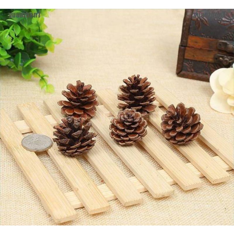

Bunga pinus kering alami kekinian