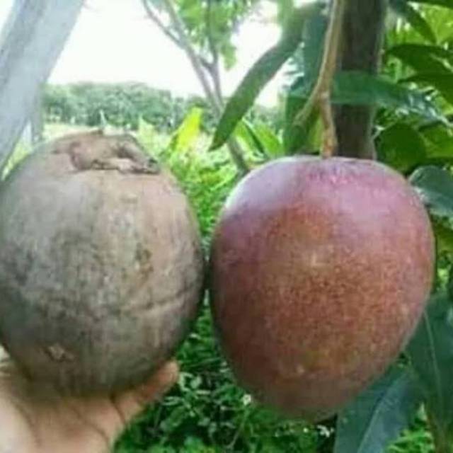 bibit mangga kelapa dengan buah super besar | jual bibit mangga kelapa
