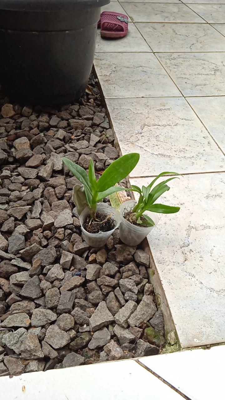 Seedling Anggrek Dendrobium