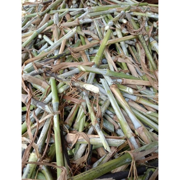 Jual Bibit Rumput Pakchong Per Batang Shopee Indonesia