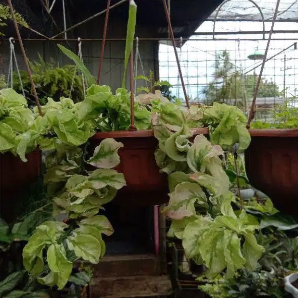 Tanaman hias hoya curly-patah tulang-tanaman gantung