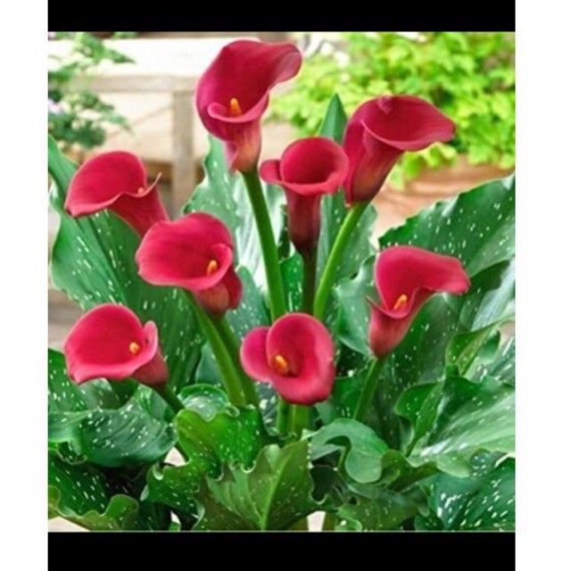 benih bibit biji bungga red calla lyly /kala lily tanaman hias lily murah