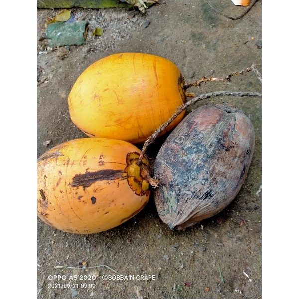 Kelapa Gading Muda/Degan & Tua