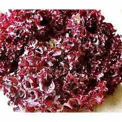 benih bibit selada merah hidroponik banyak manfaat