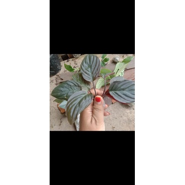 homalomena merah sp borneo