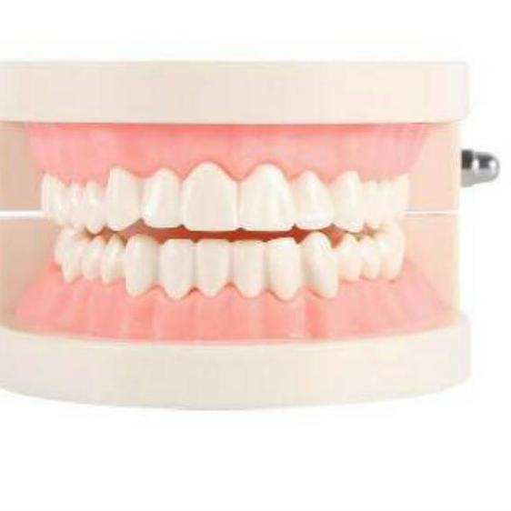 ✹ Alice dental model study edukasi dokter gigi phantom studi rahang gigi typodont gusi karet alat pe