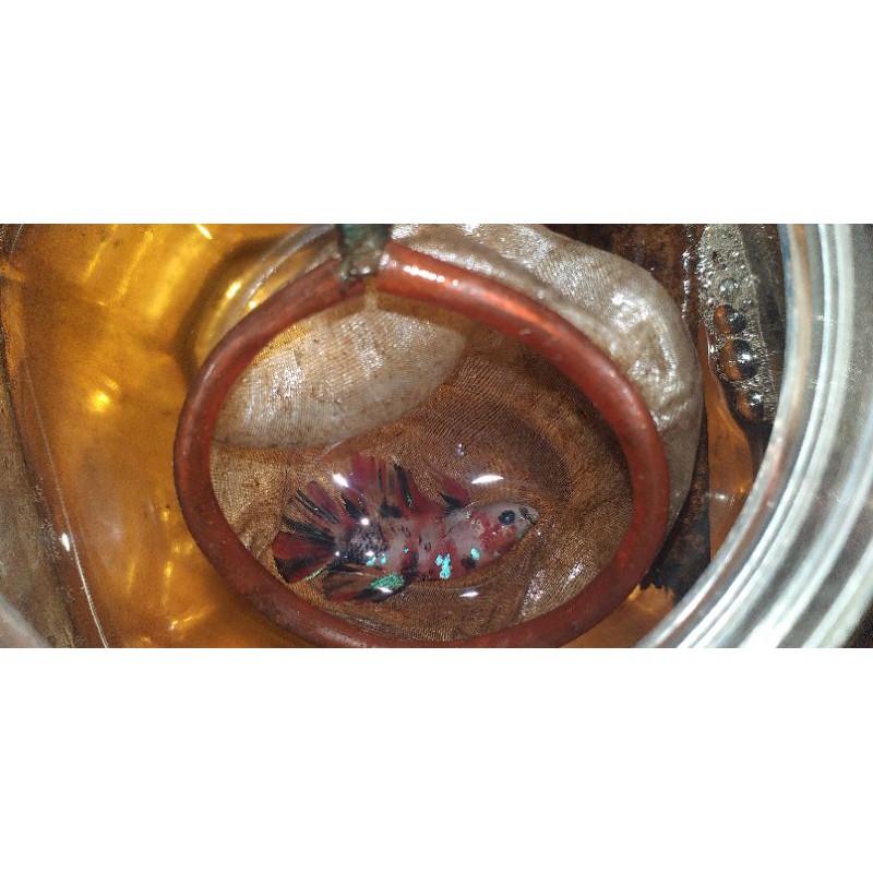 

Cupang Koi Galaxy Bahanan Grade 100% real pict