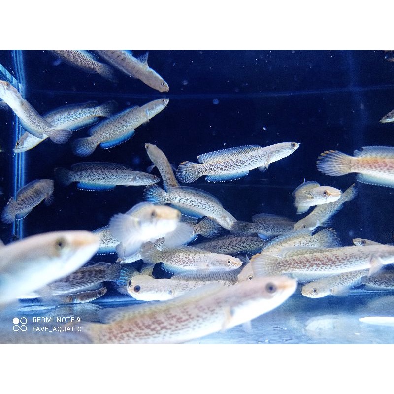 STEWARTI BLACK GALAXY GRADE AAAA+++ SORTIRAN