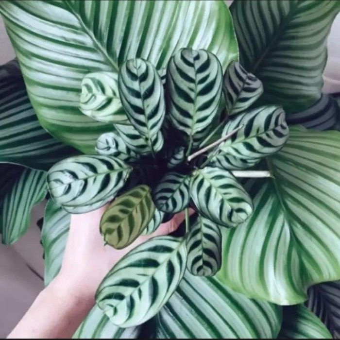 PROMO!! Tanaman Hias Calathea Stromata - Calathea Sepat